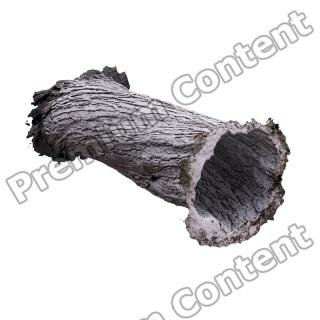 Tree Trunk RAW 3D Scan